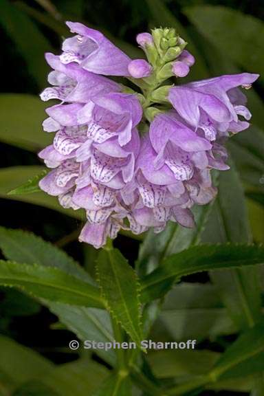 physostegia virginiana 2 graphic